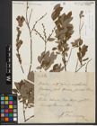 Foto von Salix starkeana Willd.